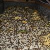 Jual Jangkrik Pakan Burung / Reptil Area Sragen – Bisa Ecer, Bisa Kiloan, Siap Antar!